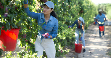 Fruit Picking Jobs in Canada: $20 per hour Apply Now